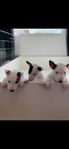 Miniatyre Bullterrier