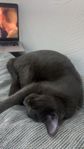 kattunge 