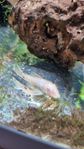 Ancistrus malar