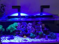 Saltvattenakvarie Red Sea Reefer 350D