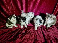 Ragdoll 50% + Birma 50% kattungar
