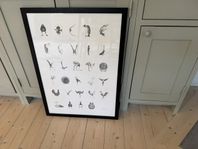 Poster, Johanna Magoria, Fågelalfabet