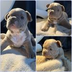 Isabella fransk bulldog valpar ifrån självfödande tik.