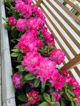 Rhododendron växter