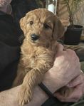 Goldendoodle valpar