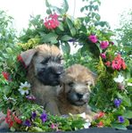 Irish Softcoated Wheaten Terrier