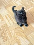 Kattunge
