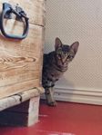 1 ocicat kattunge kvar leveransklar