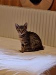 Ocicat kattungar 2 kvar