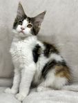 Leveransklar Maine Coon hona med stamtavla