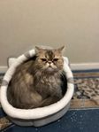 katt