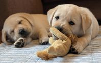 Labrador Retrievervalp