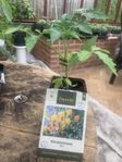 TOMAT, MELON & PAPRIKA-plantor