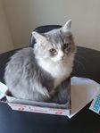 omplacering katt 