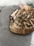 Renrasig bengal kattunge 