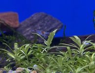 Räkor Jelly Blue - sötvattensakvarium