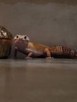 Leopardgecko och terrarium