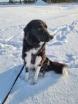 Border collie, hane, 2 år.