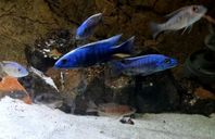 Malawiciklider Sciaenochromis fryeri + andra.