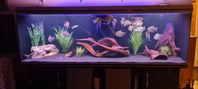 Skivtetra