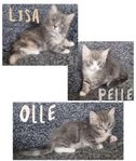 Kattungar Norsk skogkatt korsning