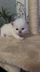Ragdoll kattungar 