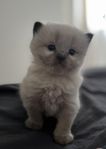 Ragdoll + Brittisk långhår