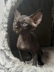 sphynx/nakenkatt