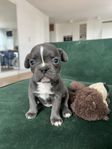 Fransk Bulldog Silver valp leveransklar 25/5