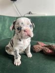 Fransk Bulldog unik blue lilac Merle leveransklar 25/5