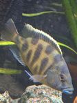 Venustus