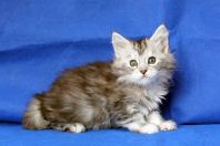 Maine Coon med stamtavla