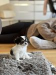 chihuahuavalp (hane) 