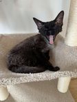devon rex honor