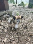säljes min hund Elvis som fyller 6år i juni. 