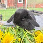 kanin kaninunge dvärgvädur