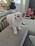 Ragdoll med stamtavla