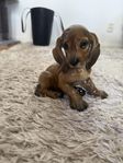 Hund prydnad 