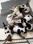 Dansk-Svensk Gårdshund Valpar