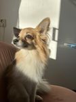 Blandras hund