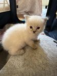 Ragdoll med stamtavla i Sverak