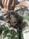 kattunge