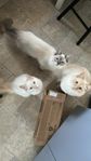 Ragdoll - omplacering