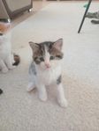 En snygg katt