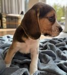 Beagle Valpar