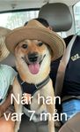 Shiba inu