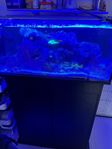 SR-60 Nuvo AIO Aquarium saltvattensakvarium 