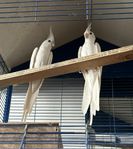 Nymfparakit (Albino) 