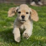 Amerikansk Cockerspaniel 
