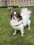 Chihuahua hane SKK söker nytt hem